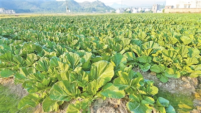 紫色“天堂” 人间“天堂” 广东新兴县天堂镇现代特色农业发展印象