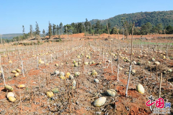 ʯֹɽչ׳ƻҵ ҪƶҪ¸