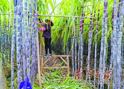 上市了!广东英德市横石水镇黑皮蔗丰收 价格为3年来最高