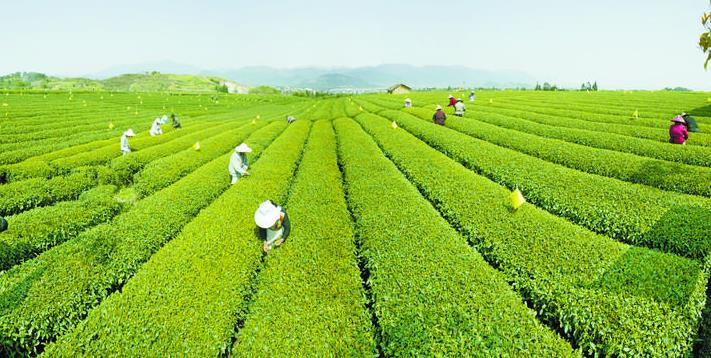 㽭ΪȫΨһʡũҵɳչʾ