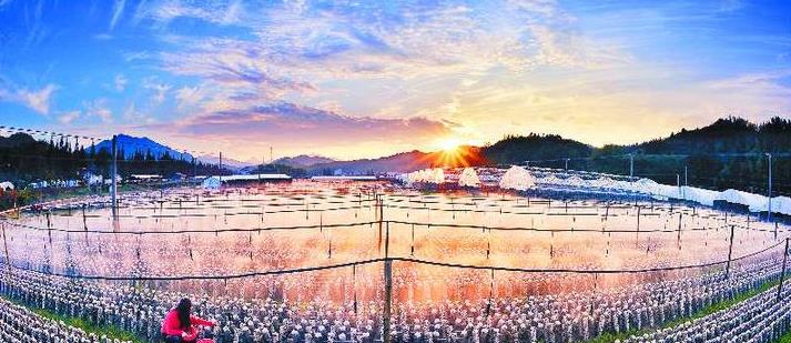 㽭ΪȫΨһʡũҵɳչʾ