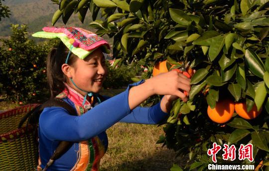 四川古蔺甜橙丰收 苗彝两族姑娘喜采摘