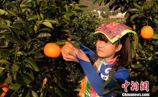 四川古蔺甜橙丰收 苗彝两族姑娘喜采摘