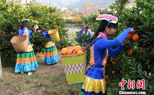 四川古蔺甜橙丰收 苗彝两族姑娘喜采摘