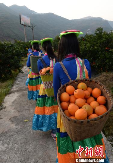 四川古蔺甜橙丰收 苗彝两族姑娘喜采摘