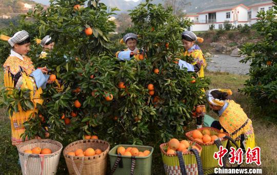 四川古蔺甜橙丰收 苗彝两族姑娘喜采摘