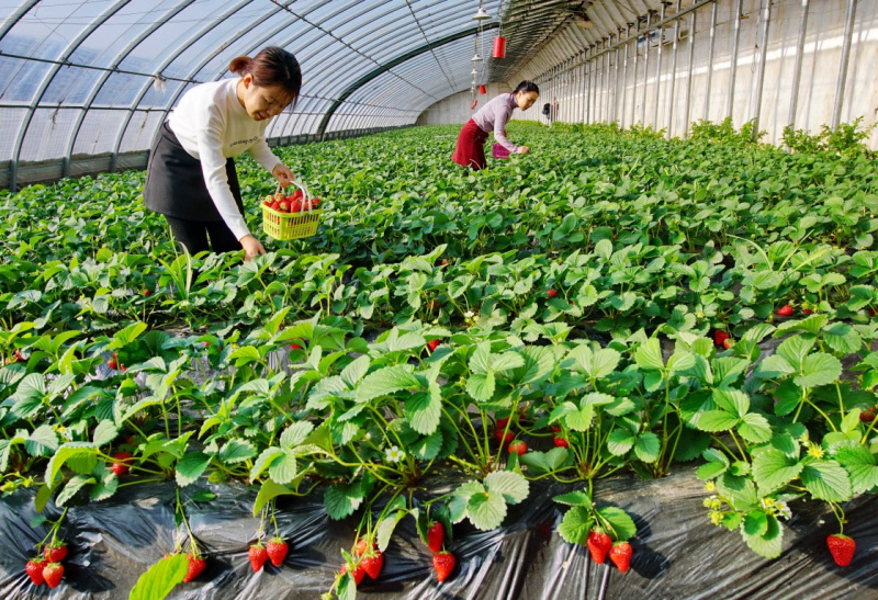 ӱɽУɫֲũ񡰶С䡰æ