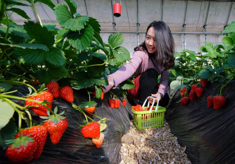 ӱɽУɫֲũ񡰶С䡰æ