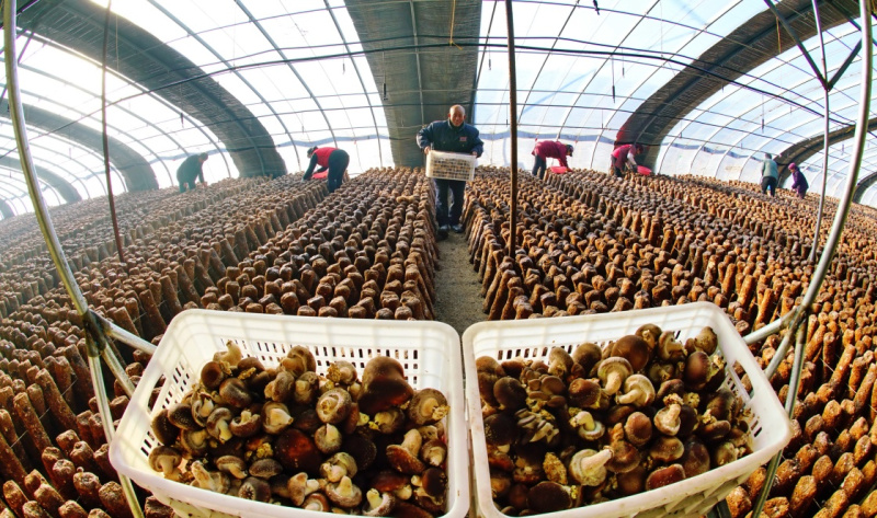 ӱɽУɫֲũ񡰶С䡰æ