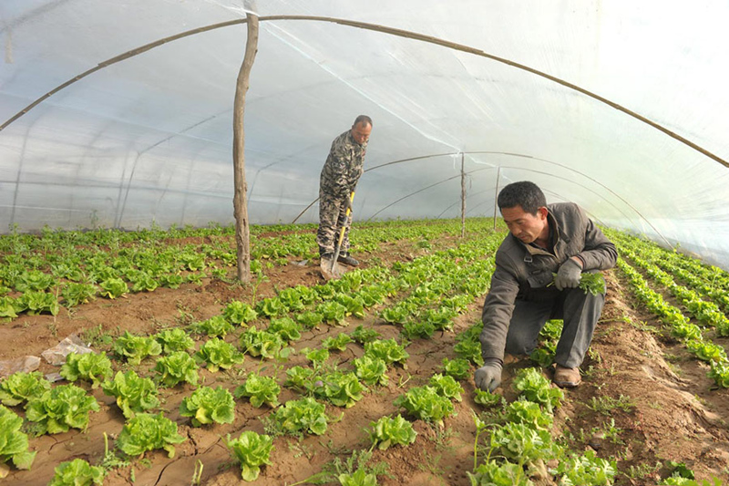 ɽϲؾֲרҵ緢չִũҵ