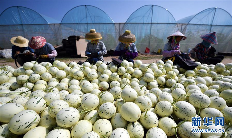 海南乐东蜜瓜的“清甜”哪里来?