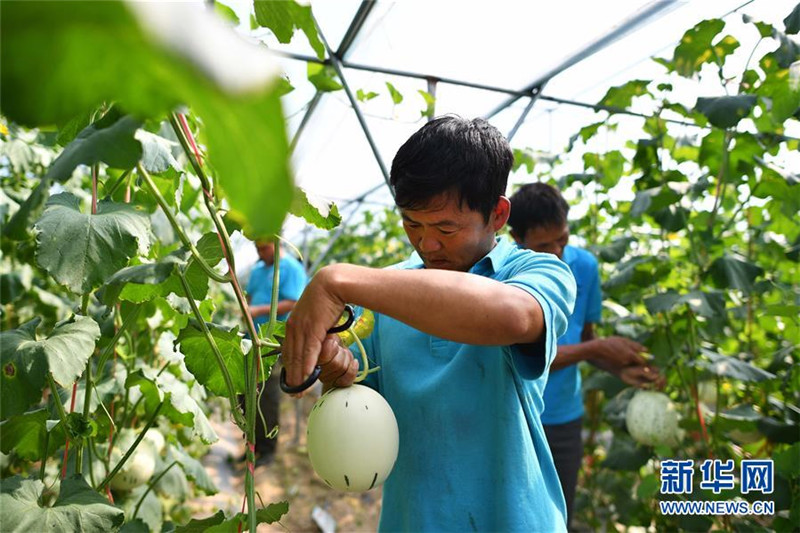 海南乐东蜜瓜的“清甜”哪里来?