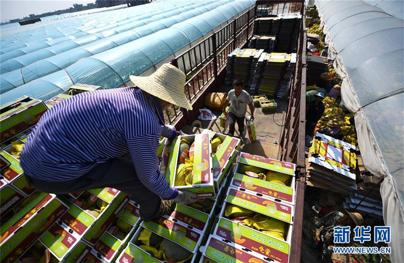 海南乐东蜜瓜的“清甜”哪里来?