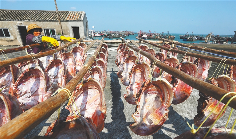 海南儋州红鱼,让渔民致富梦成真