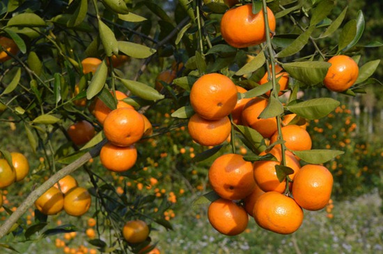 四川仪陇:柑橘产业助推群众脱贫致富