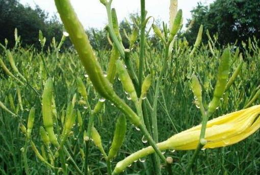 河南周口6个农产品被农业部认定为“地理标志产品”