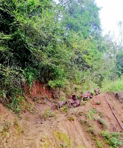 ݣǡ߲˳ɽɫҵˡƶæ