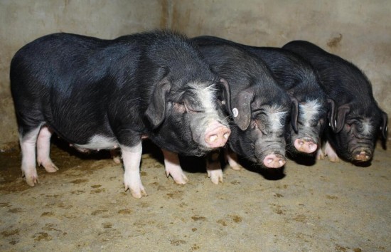 贵州黔东南州丹寨黑猪农产品地理标志通过农业部评审