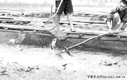 贵州贵阳市罗甸县水产养殖产值过亿