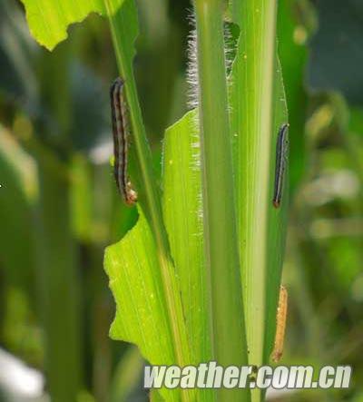 辽宁遭遇罕见玉米粘虫虫害 受灾已超200千公顷