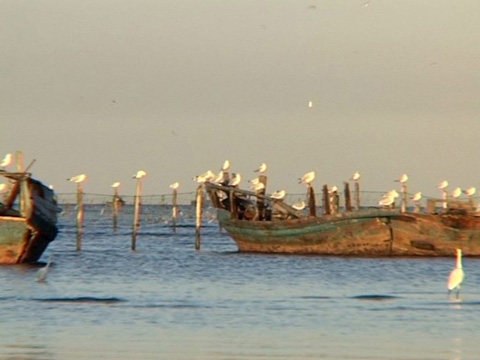 夏去秋来 秦皇岛迎候鸟迁徙高潮