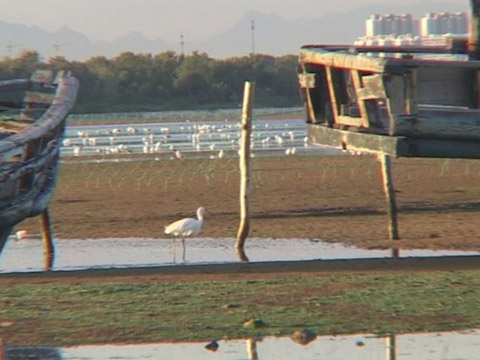 夏去秋来 秦皇岛迎候鸟迁徙高潮