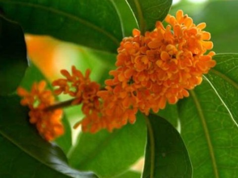 安徽桐城桂花提前尽飘香 市民赏桂正当时