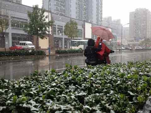 ɽ��ӭ�������°����׳���ѩ δ�����˪�� 