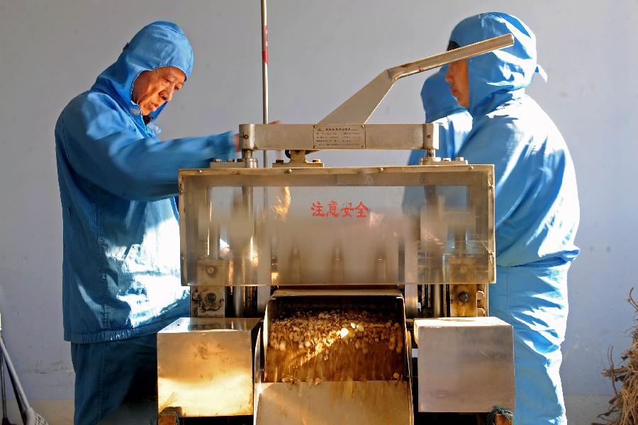 山西浑源县泽青芪业员工在整理黄芪库房(11月1日摄)。