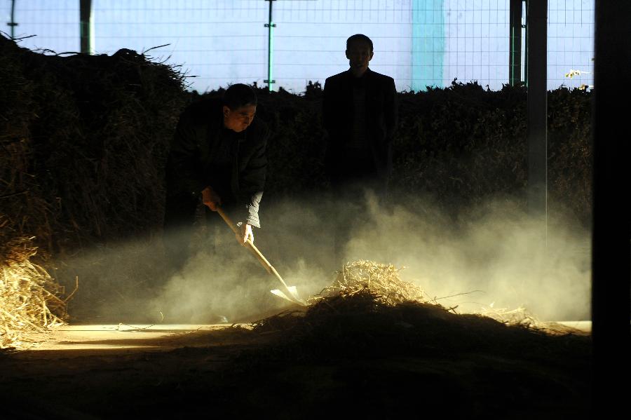 山西浑源县泽青芪业员工在整理黄芪库房(11月1日摄)。