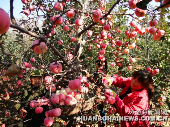 图为遵化市平安城镇寺下庄村村民在收获红富士苹果。