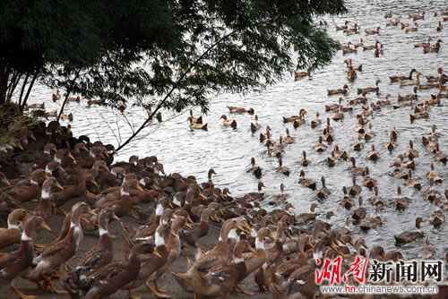 颈上3厘米左右宽的白圈是临武鸭的特殊标志。