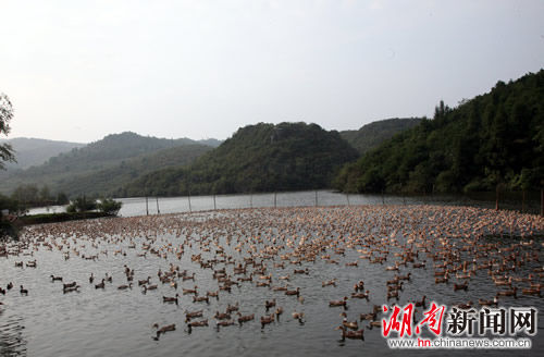 位于青山绿水间的高安水养殖基地。
