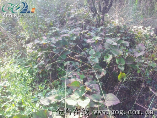 村民种植的折耳根