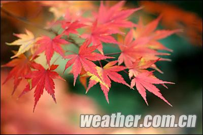 ���������ˮ�ߺ��Ͼ���Ҷ ��ѹ�������ǰ