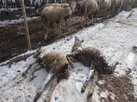 内蒙赤峰等地遭雪灾 直接经济损失1600余万