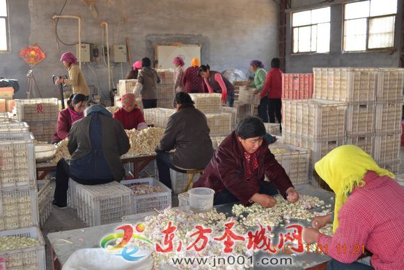 山东金乡县胡集镇冬闲人不闲 小打小闹巧挣钱