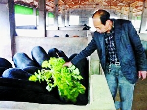 浙江:独臂青年养香猪 单手擎起一片天