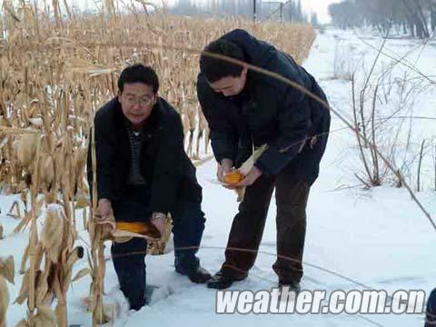 内蒙古赤峰市遭遇50年以来最严重“白灾”