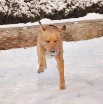 Ʈѩ������ ��������ϲ������