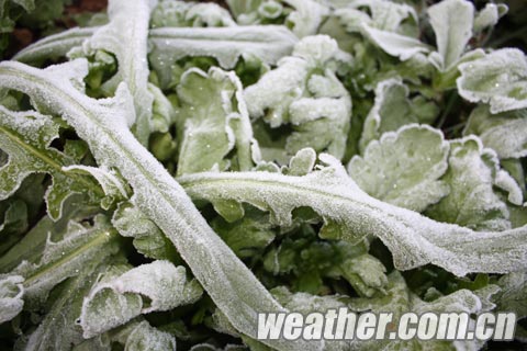 �������ֽ񶬴�Χ˪�� �ֵ��������-2.3��