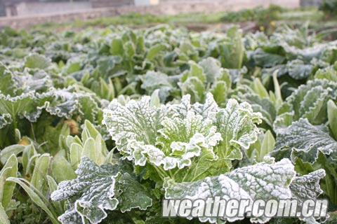 �������ֽ񶬴�Χ˪�� �ֵ��������-2.3��