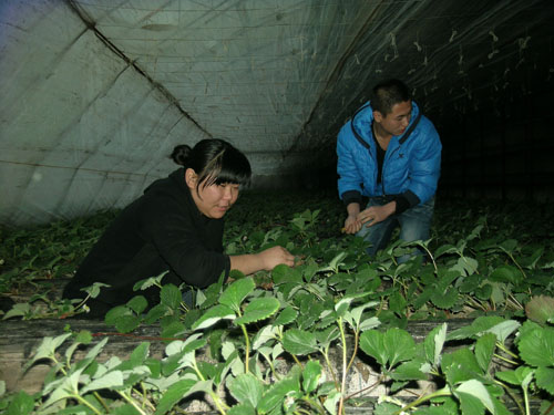 李盛娟:冬天不用取暖 冷棚草莓把大钱赚