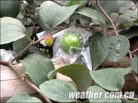 福建持续低温天气 青枣穿上“防寒衣”