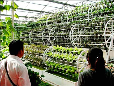 山东济阳县:一个“鸳鸯棚” 年收入近20万