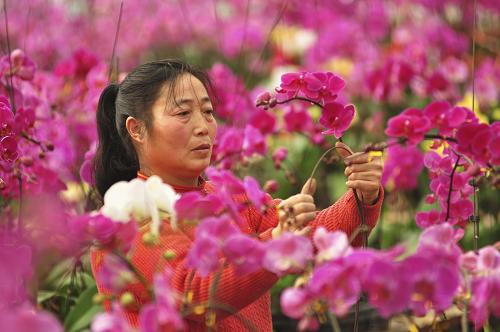 1��22�գ�ɽ��ʡ��������ƽ�غ�����ũ������׼�����۵ĺ�������