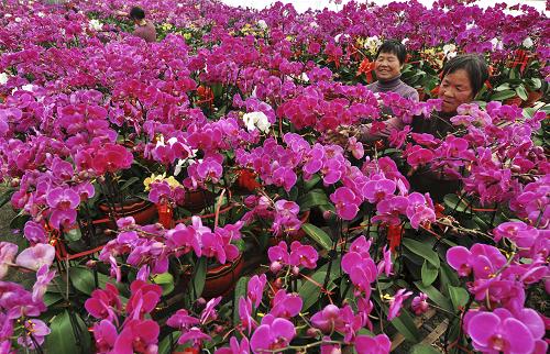 1��22�գ�ɽ��ʡ��������ƽ�غ�����ũ������׼�����۵ĺ�������