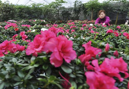 1��22�գ�ɽ��ʡ��������ƽ�غ�����ũ�������ʻ�׼�����ۡ�