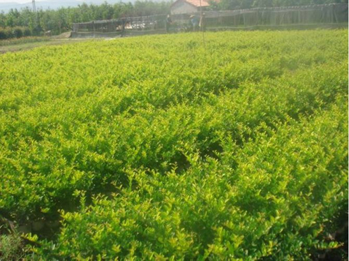 ɽ�����ݣ���չ��ľ��ֲ �������ƶ�¸�