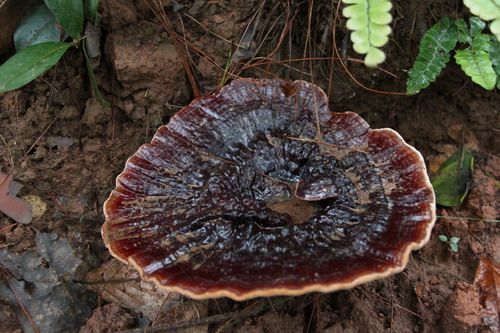 广西崇左市宁明县那楠乡:致富宝贝黑灵芝